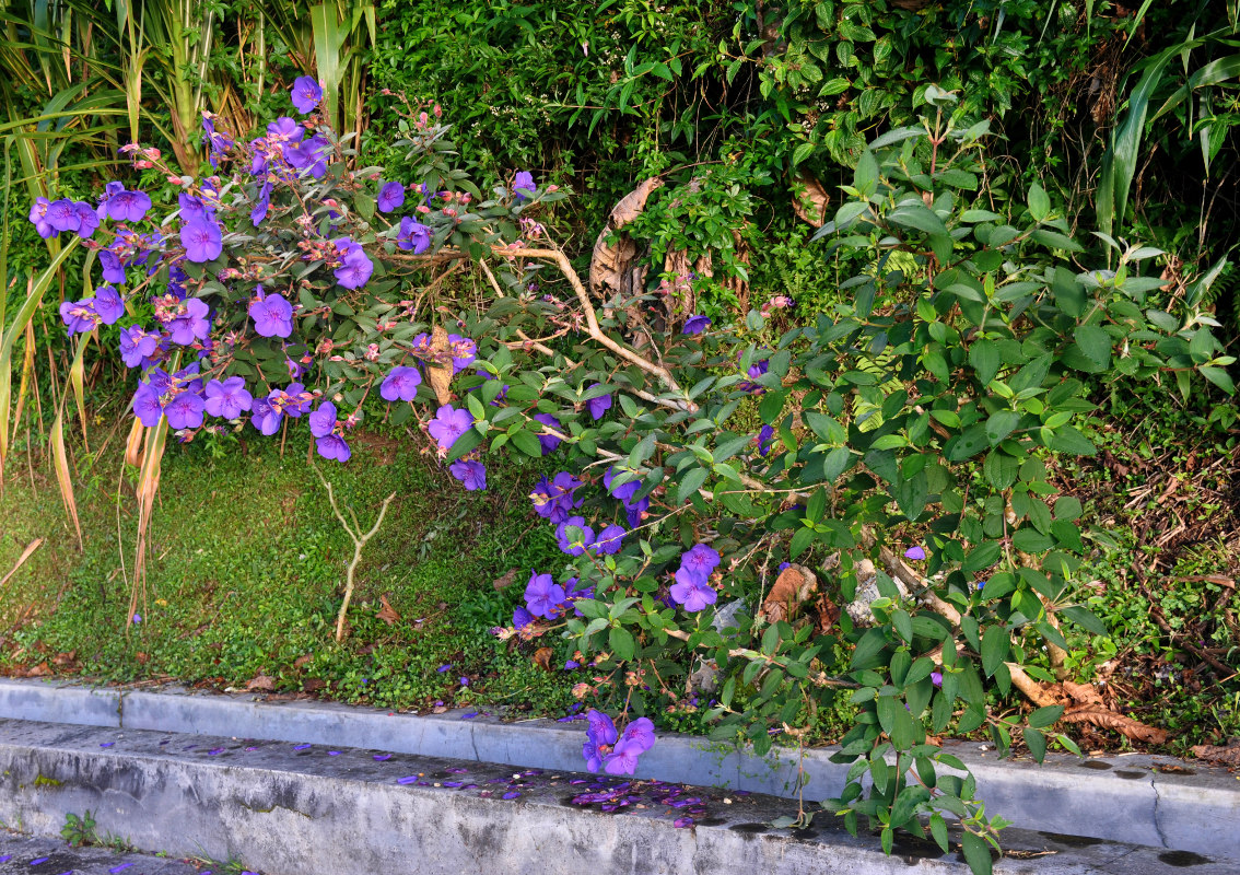 Изображение особи Tibouchina urvilleana.