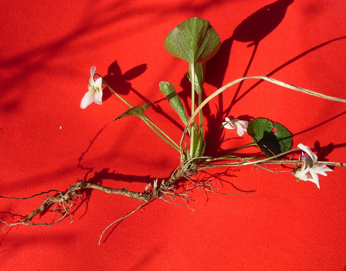 Image of Viola suavis specimen.