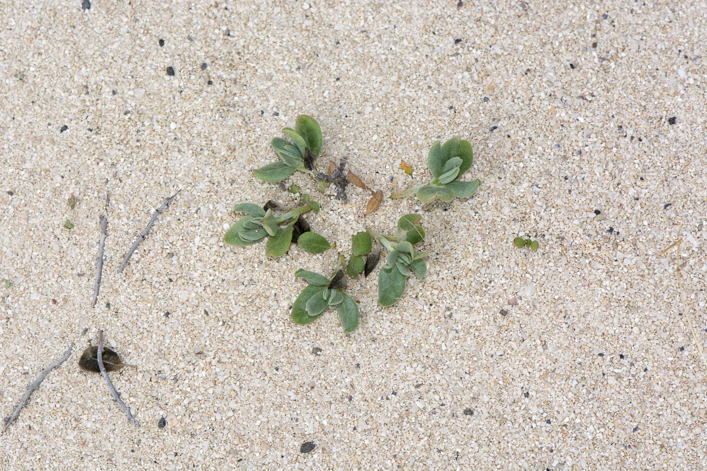 Image of Helianthemum canariense specimen.