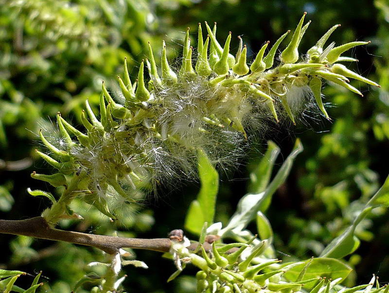 Изображение особи Salix cinerea.