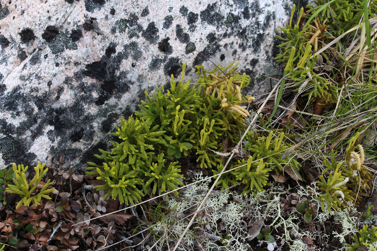 Image of Diphasiastrum complanatum specimen.