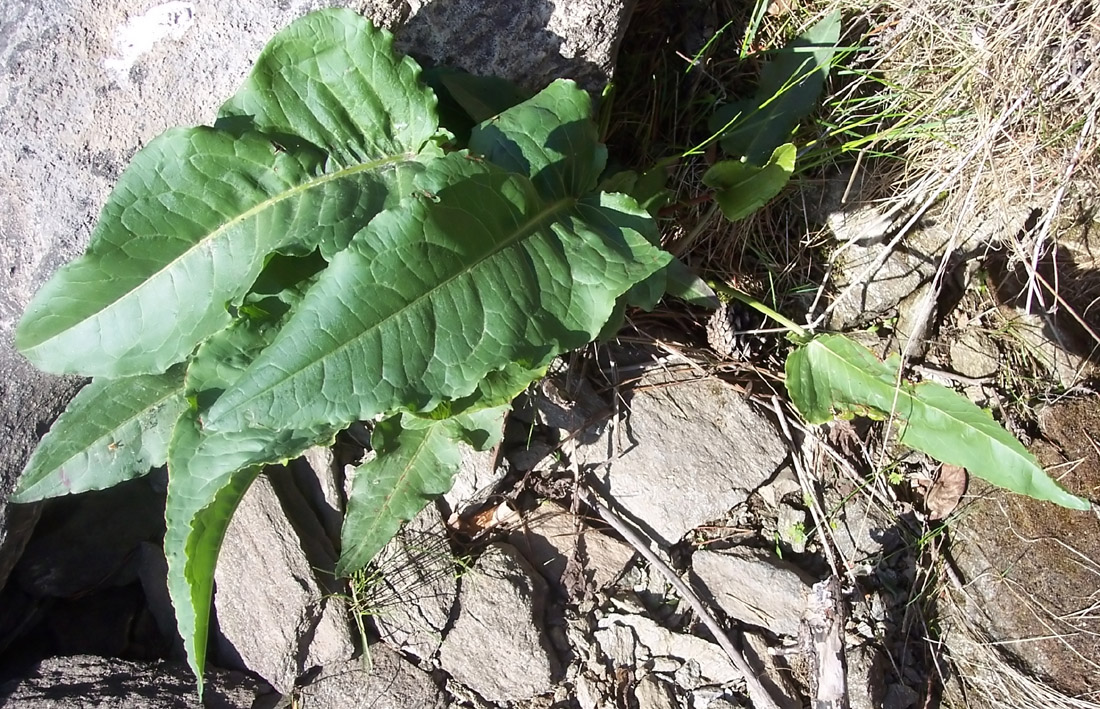 Image of genus Rumex specimen.