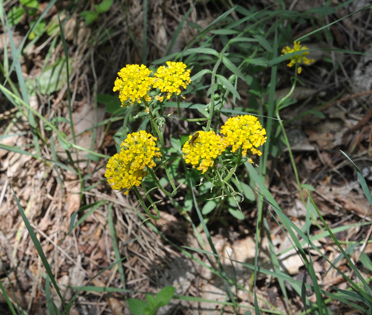 Image of Alyssum trichostachyum specimen.