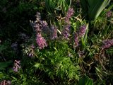 Corydalis nidus-serpentis