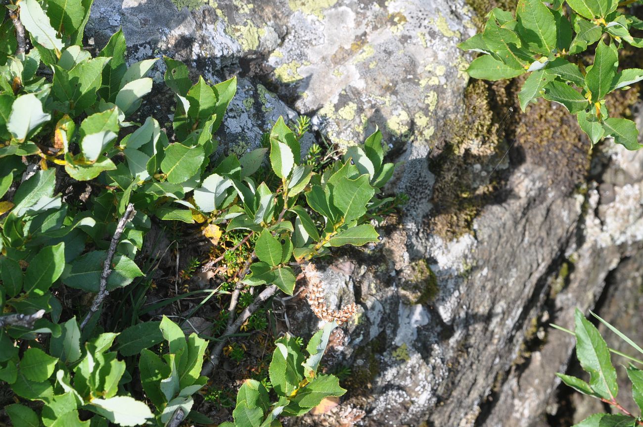 Image of genus Salix specimen.