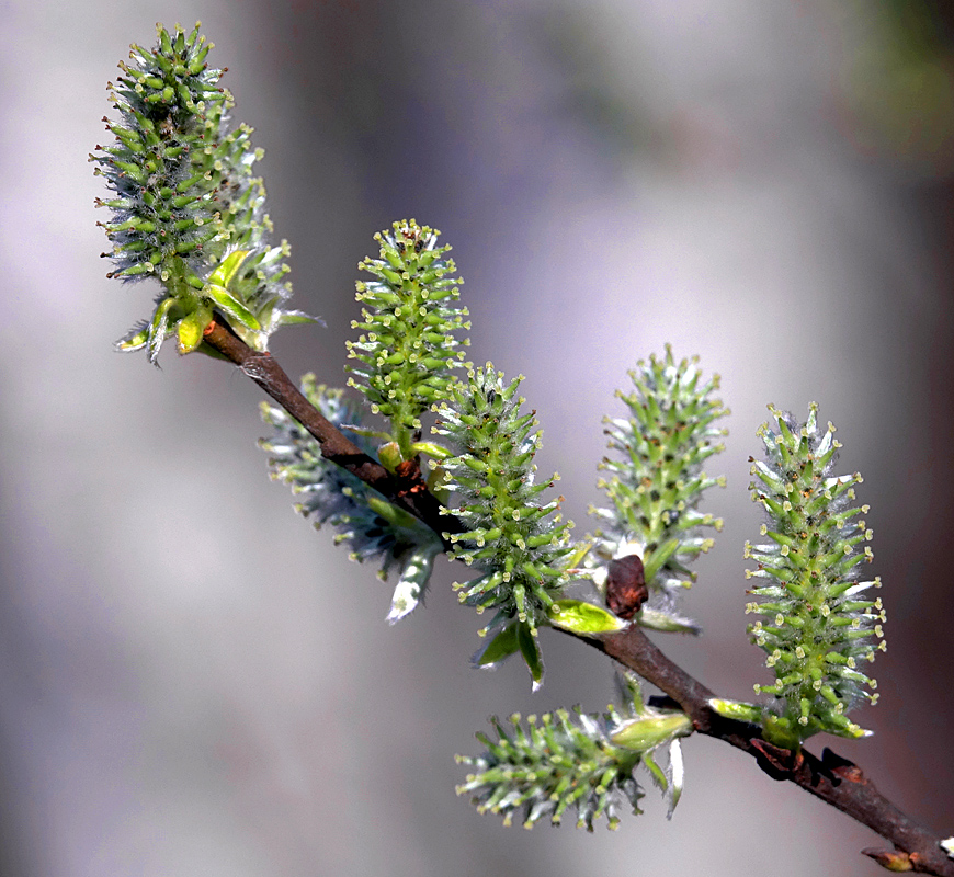 Image of Salix cinerea specimen.