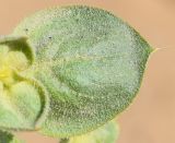Agriophyllum latifolium