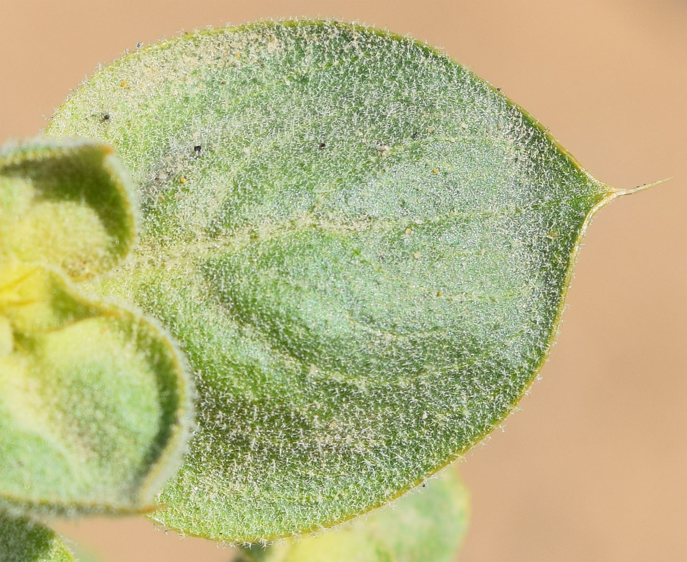 Изображение особи Agriophyllum latifolium.