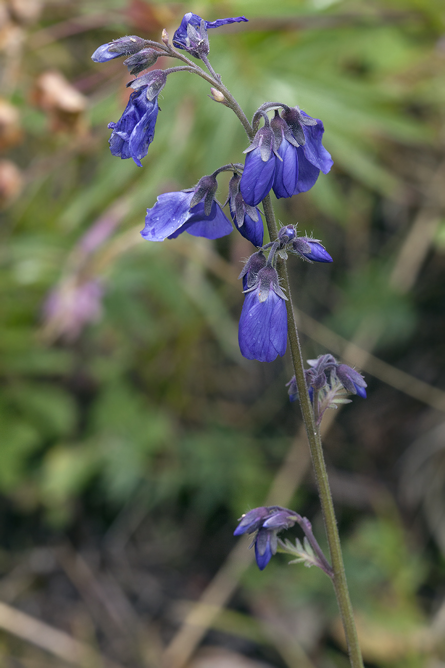 Image of Polemonium caeruleum specimen.