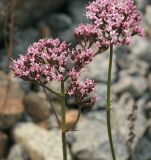 Valeriana alternifolia