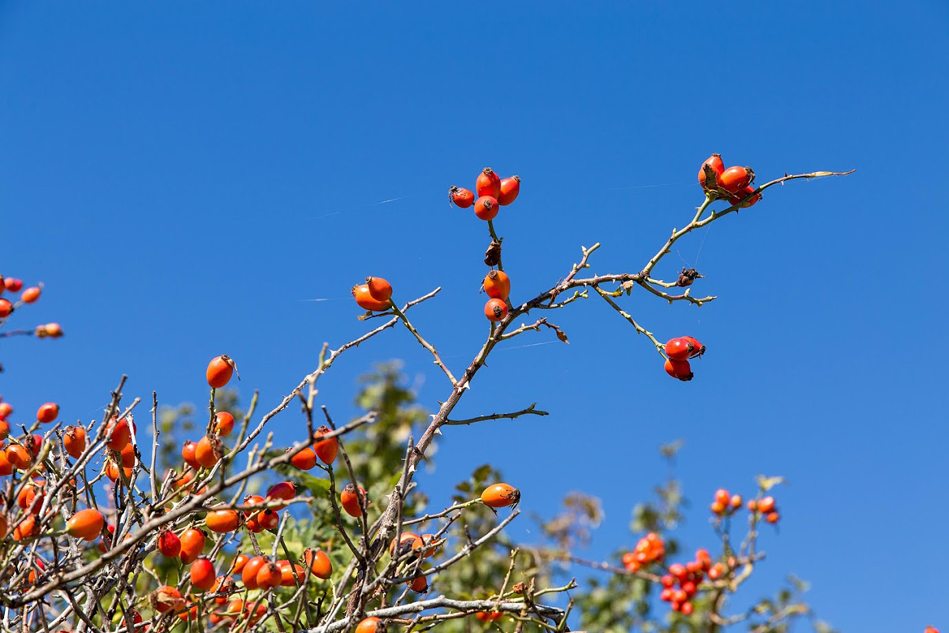 Image of genus Rosa specimen.