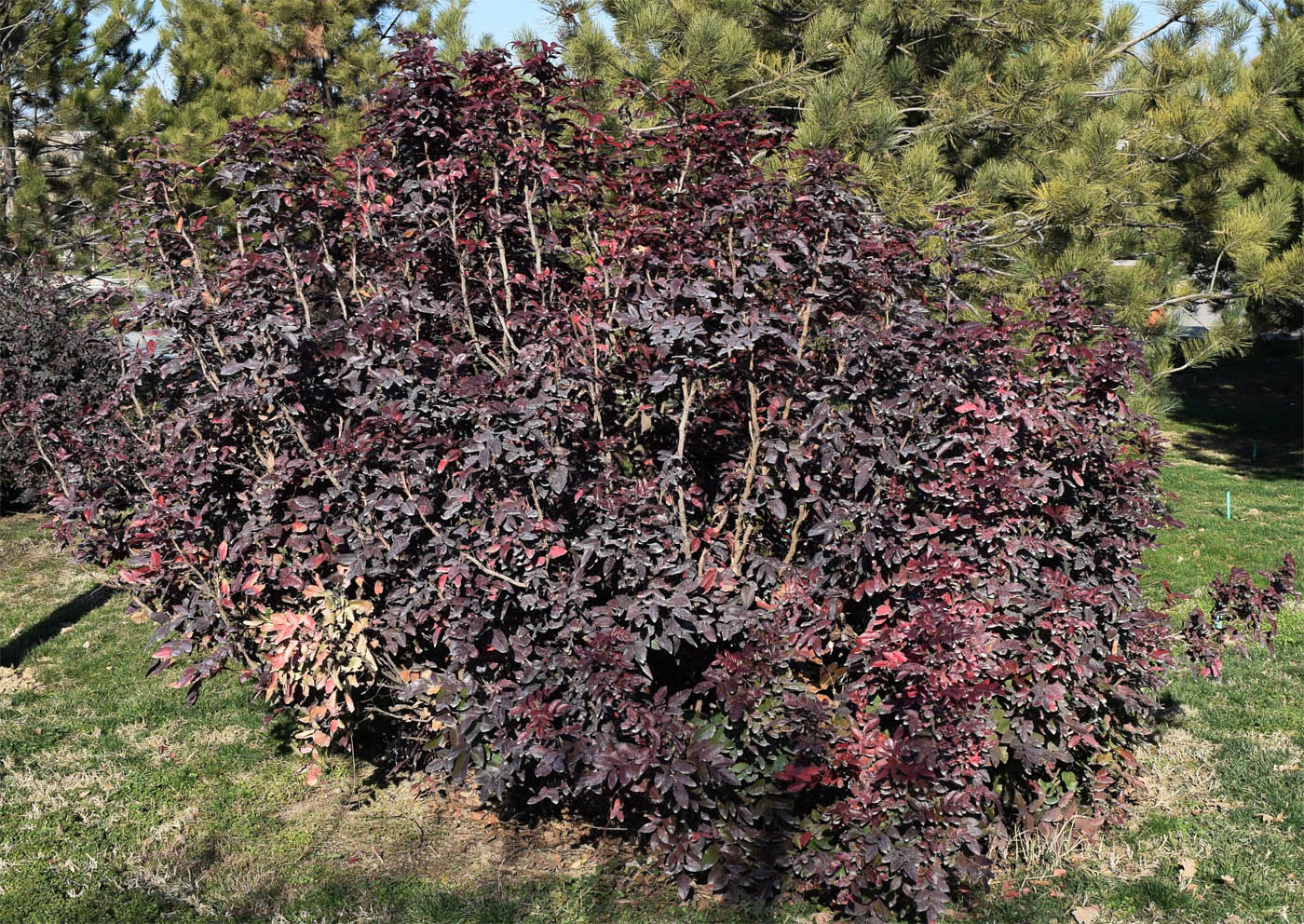 Image of Mahonia aquifolium specimen.