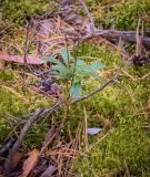 Chimaphila umbellata. Плодоносящее растение. Пермский край, Оханский р-н, Кунчурихинский бор, поляна в сосновом бору. 28.08.2018.