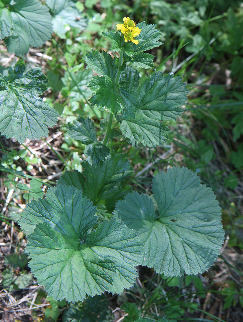 Изображение особи Geum macrophyllum.