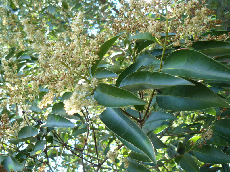 Image of Ligustrum lucidum specimen.