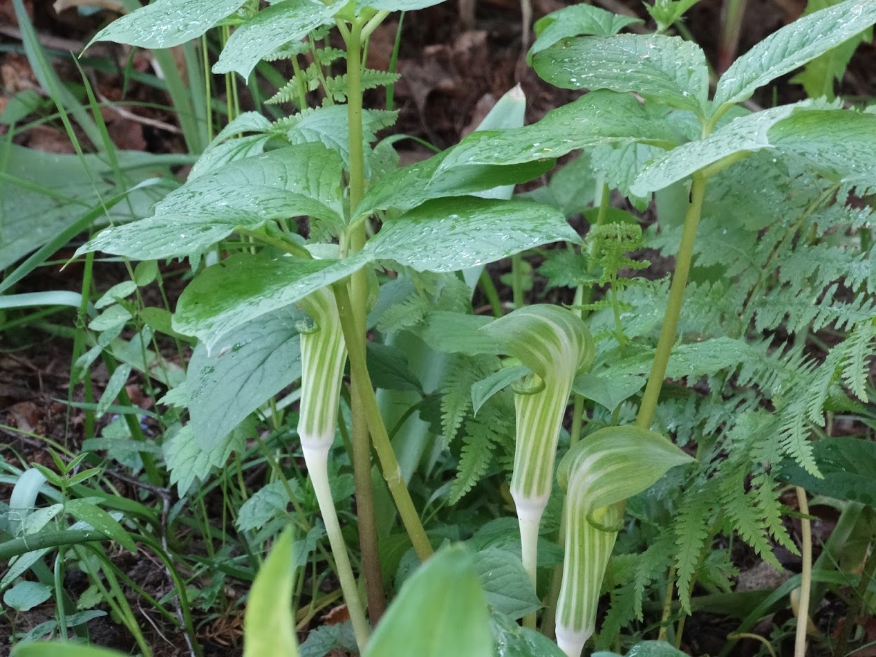 Image of Arisaema amurense specimen.