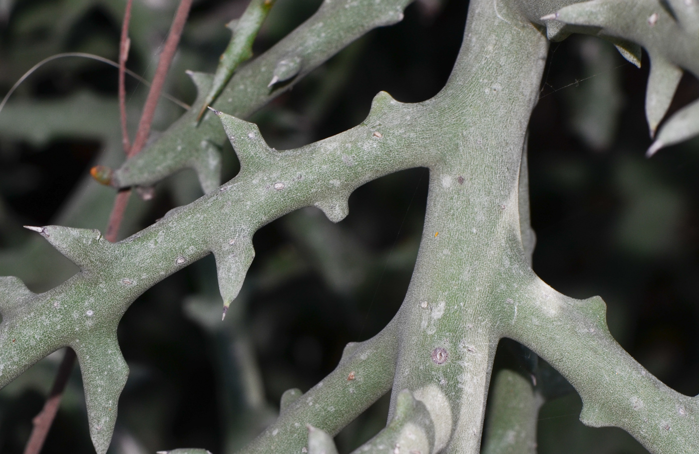 Image of Euphorbia stenoclada specimen.