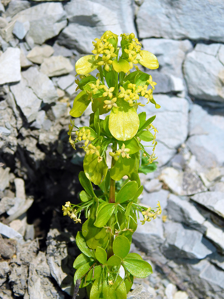 Изображение особи Cruciata coronata.