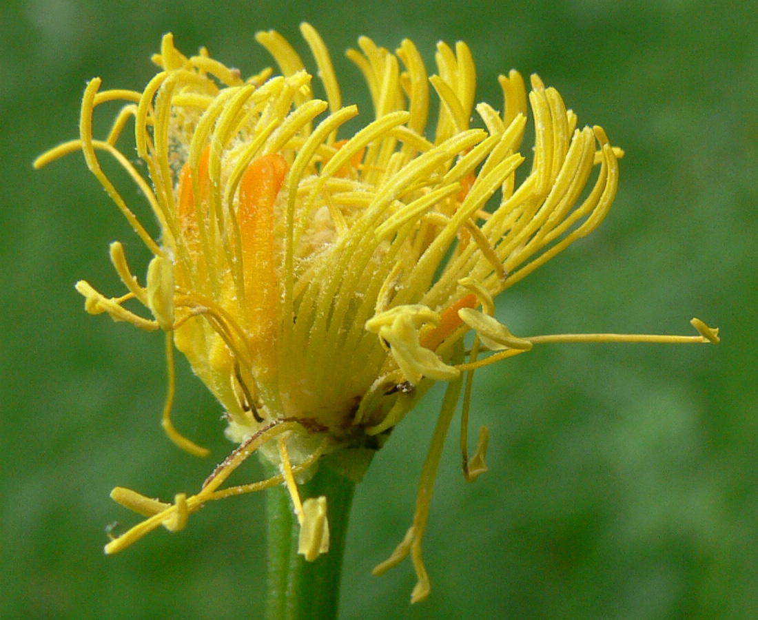 Image of Trollius europaeus specimen.