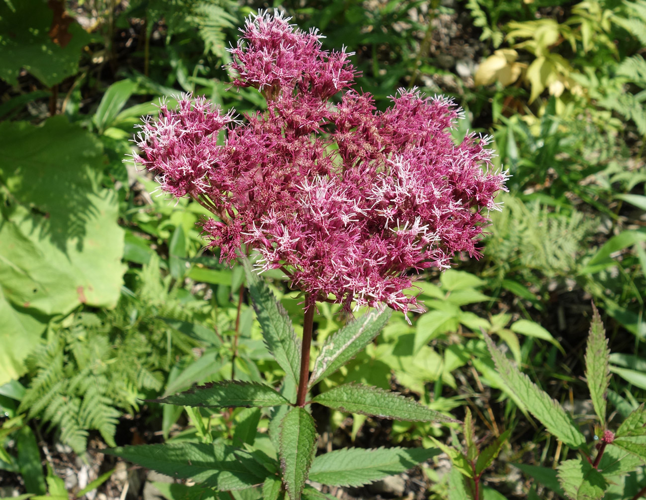 Image of Eupatorium glehnii specimen.