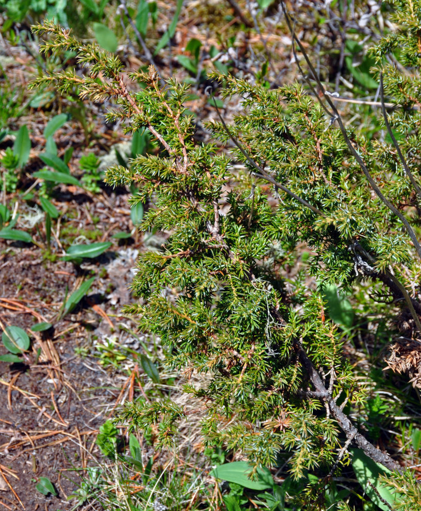 Изображение особи Juniperus sibirica.