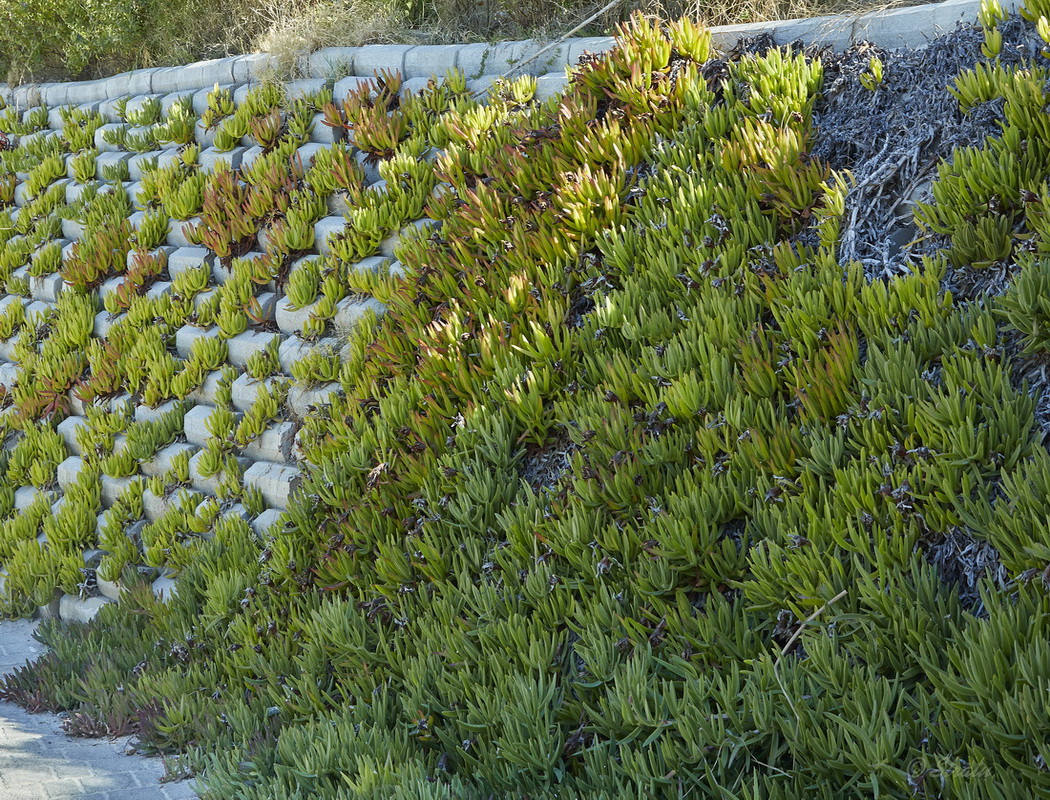 Image of Carpobrotus edulis specimen.