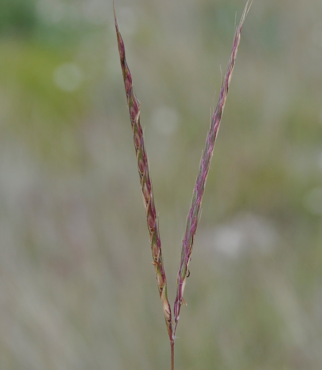 Image of Andropogon distachyos specimen.