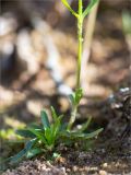 Centaurium littorale