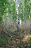 Betula pendula