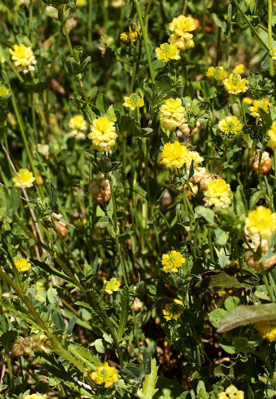 Image of Trifolium campestre specimen.