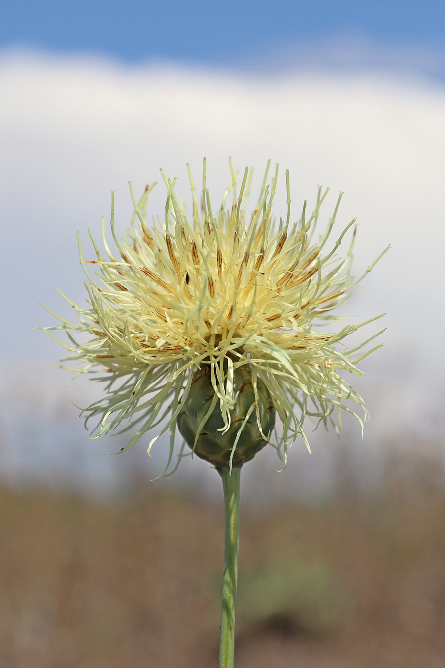 Изображение особи Rhaponticoides taliewii.