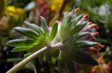 Anthyllis variegata