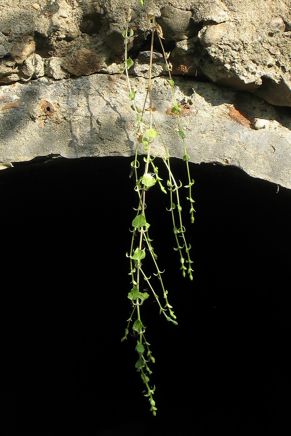 Image of Stellaria nemorum specimen.
