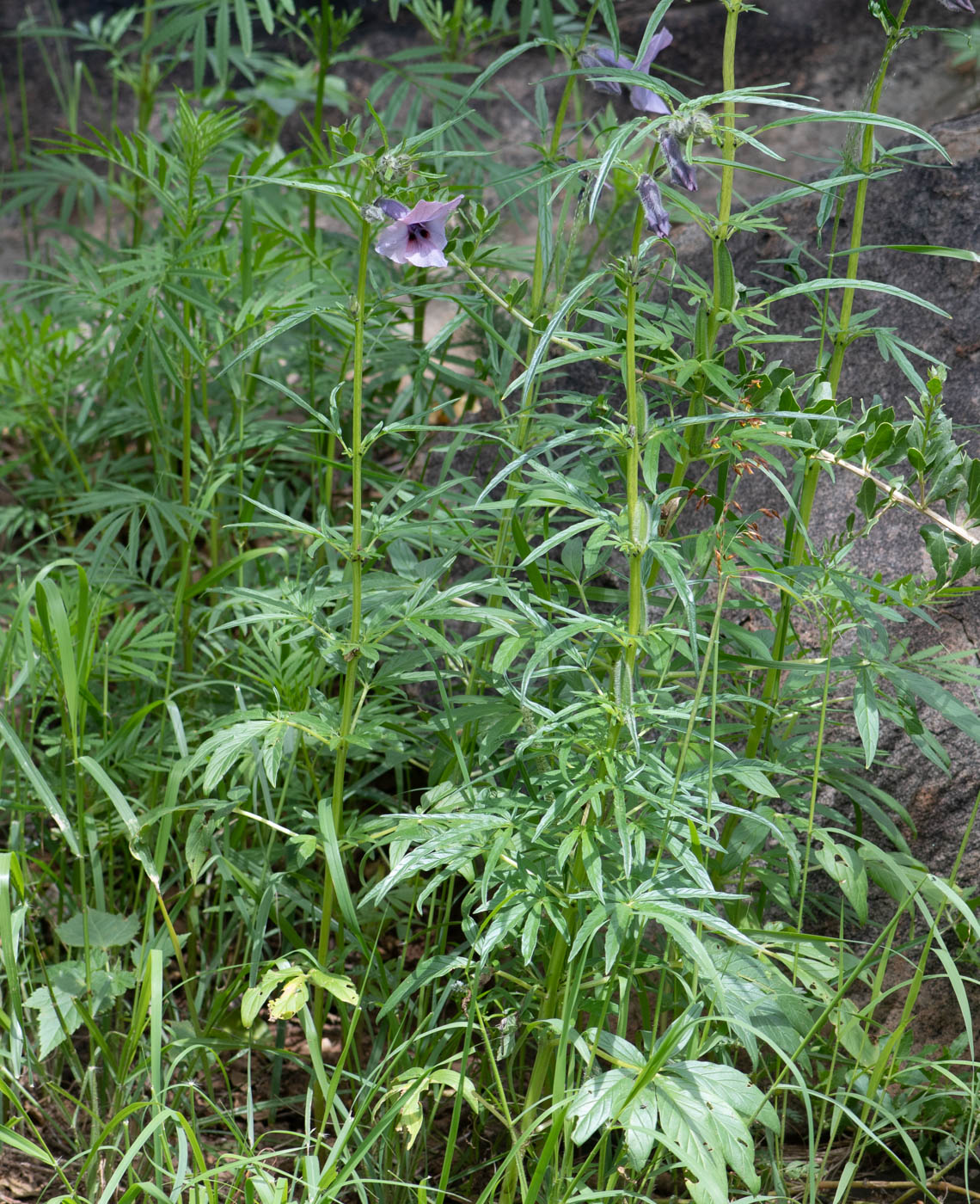 Image of Sesamum triphyllum specimen.