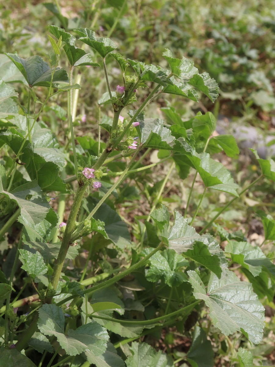 Image of Malva nicaeensis specimen.