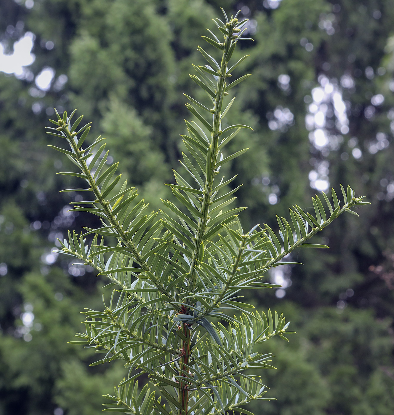 Image of Taxus &times; media specimen.