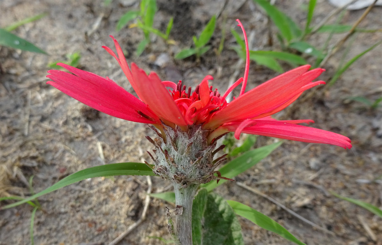 Изображение особи Erythrocephalum longifolium.