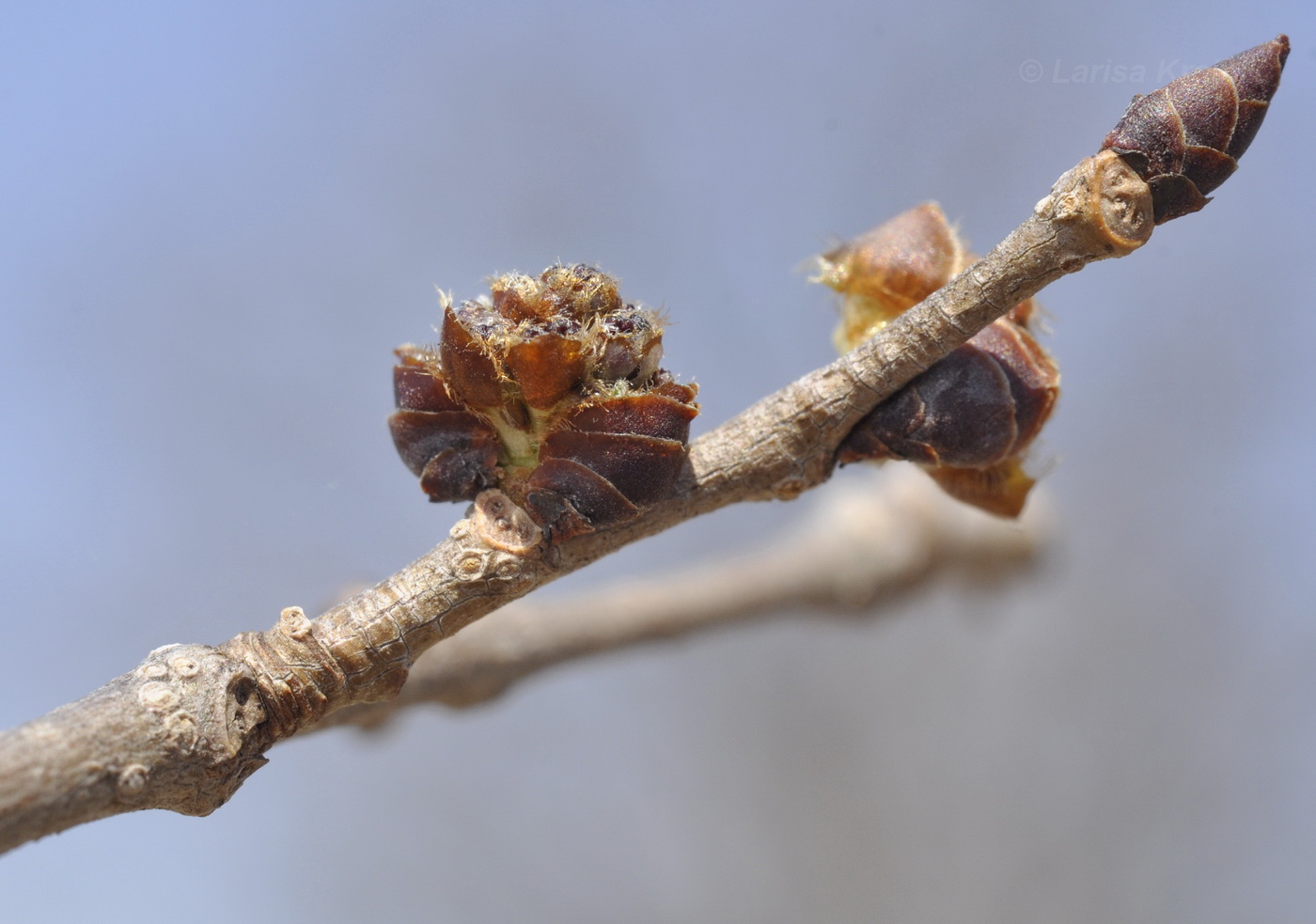 Изображение особи род Ulmus.