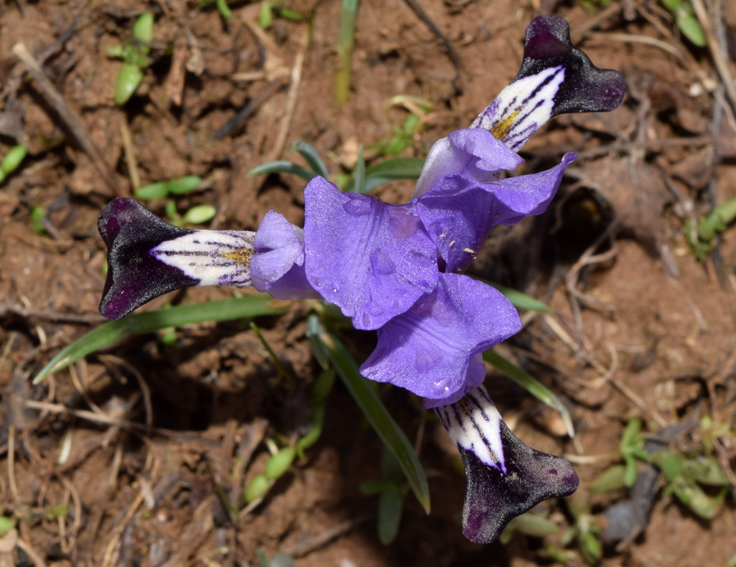 Image of Iridodictyum kolpakowskianum specimen.