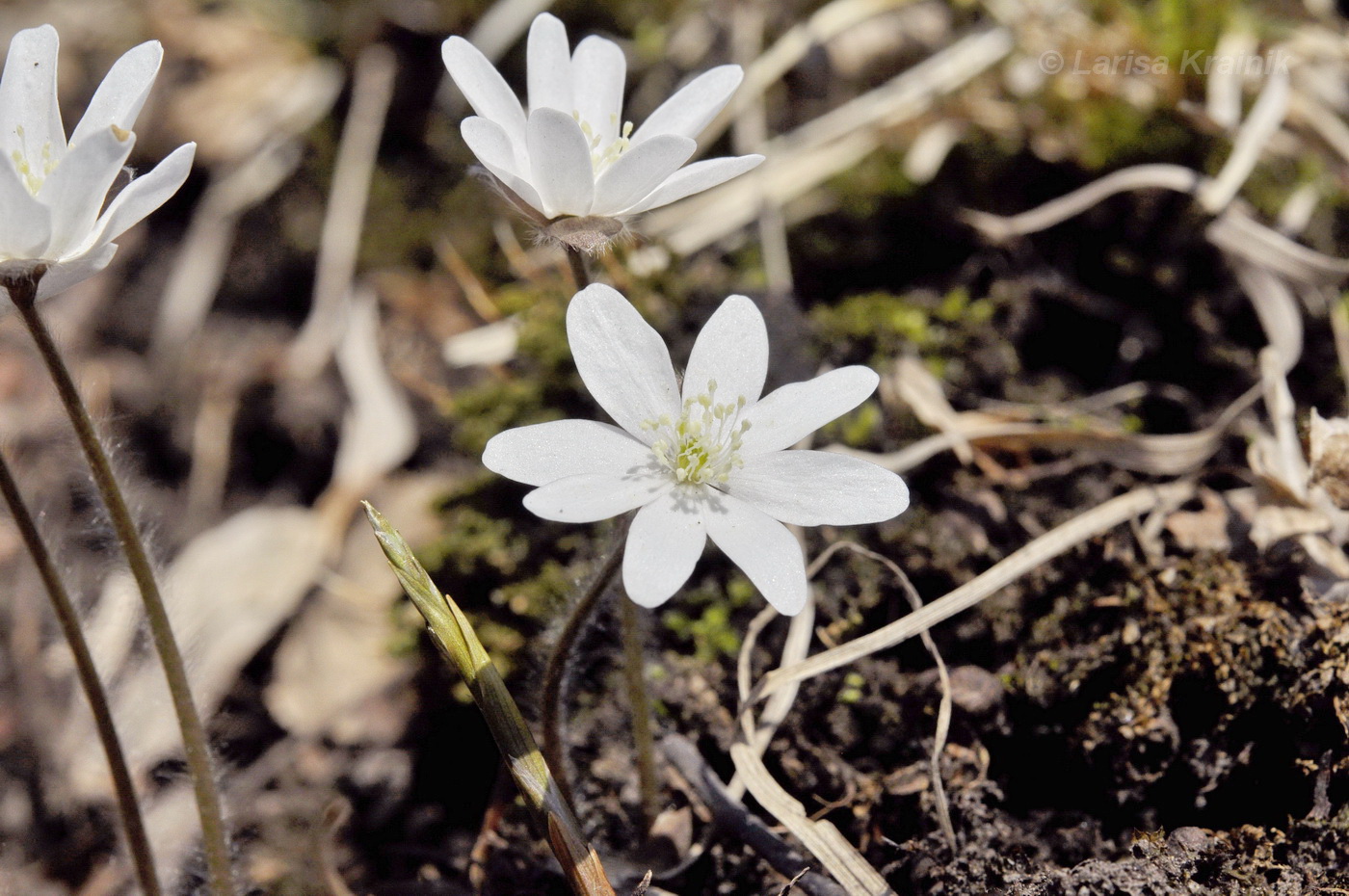 Image of Hepatica asiatica specimen.