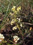 Pedicularis lapponica. Верхушка цветущего растения. Магаданская обл., Ольский р-н, окр. пгт Ола, увлажнённый участок около лесной дороги. 15.06.2019.