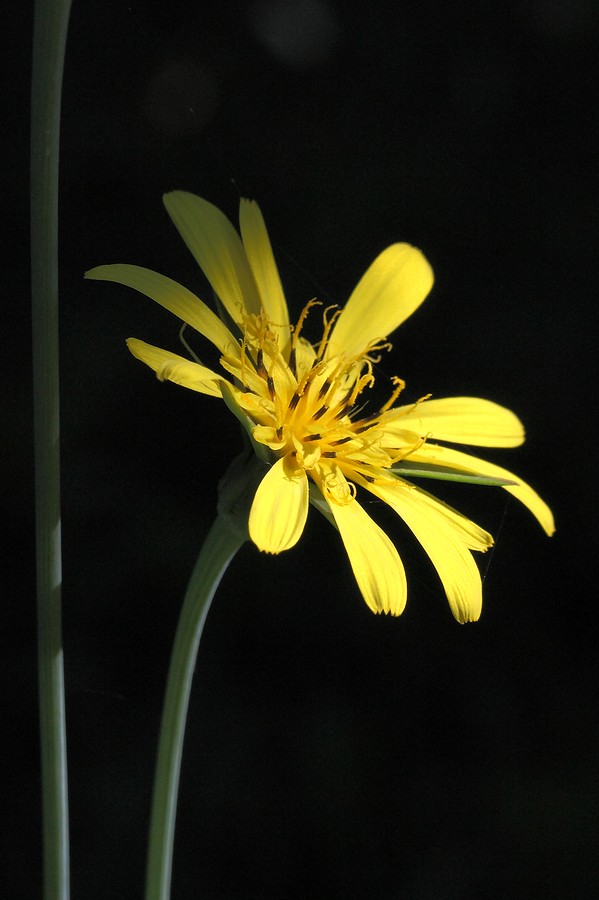 Изображение особи Tragopogon pratensis.