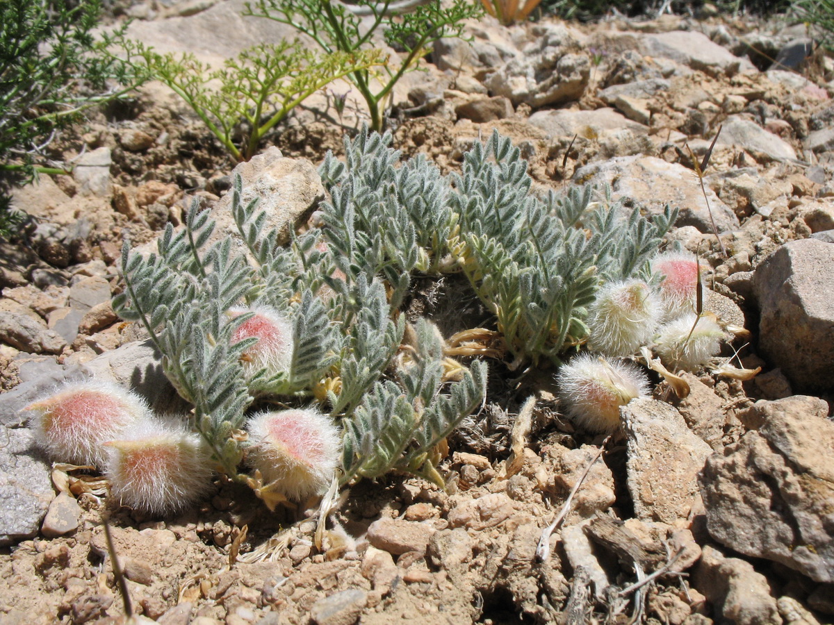 Image of Astragalus lasiophyllus specimen.