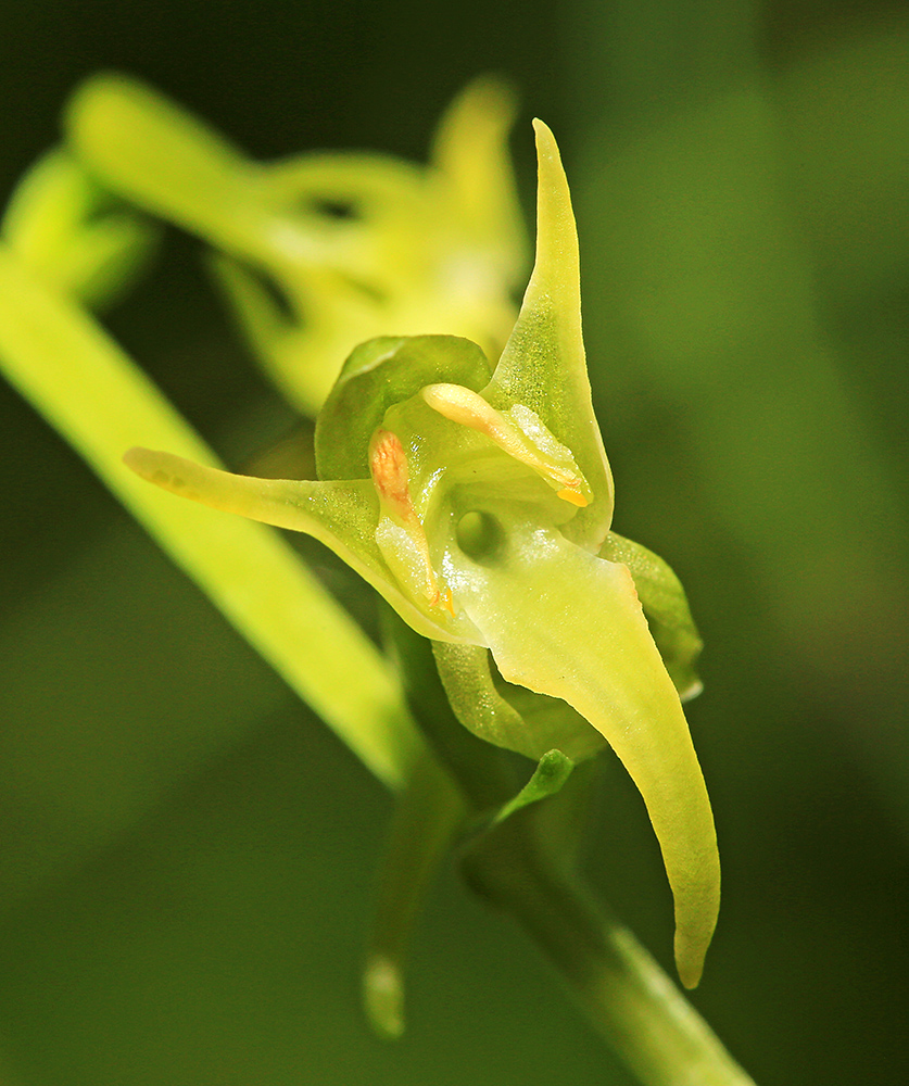 Image of Platanthera &times; inouei specimen.