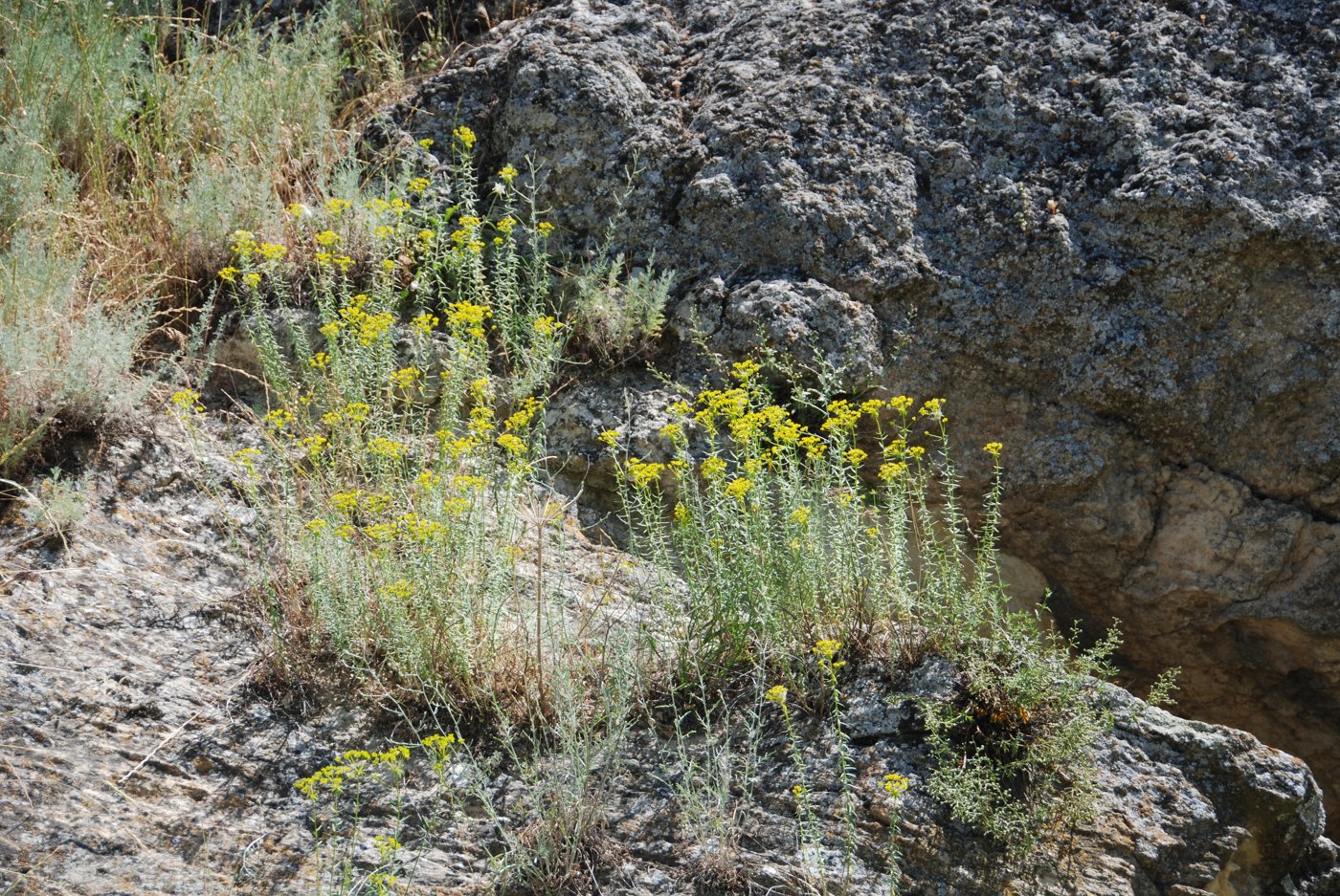 Изображение особи Euphorbia orientalis.