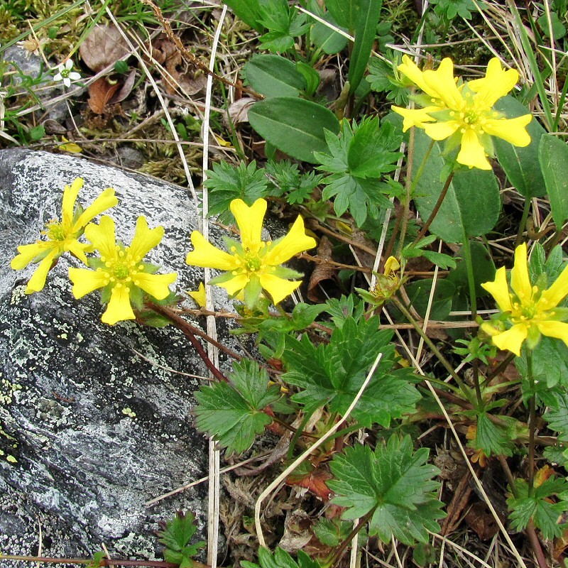 Image of Potentilla gelida ssp. boreo-asiatica specimen.