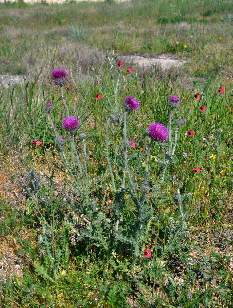 Изображение особи Carduus uncinatus ssp. davisii.