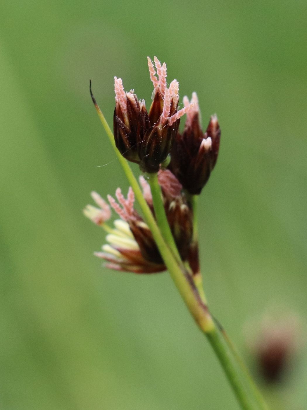 Изображение особи Juncus macrantherus.