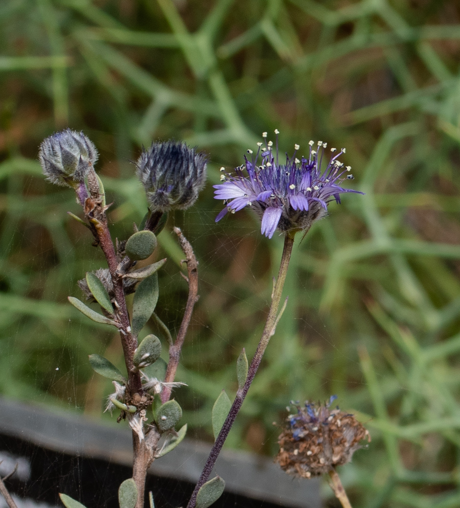 Image of Globularia arabica specimen.