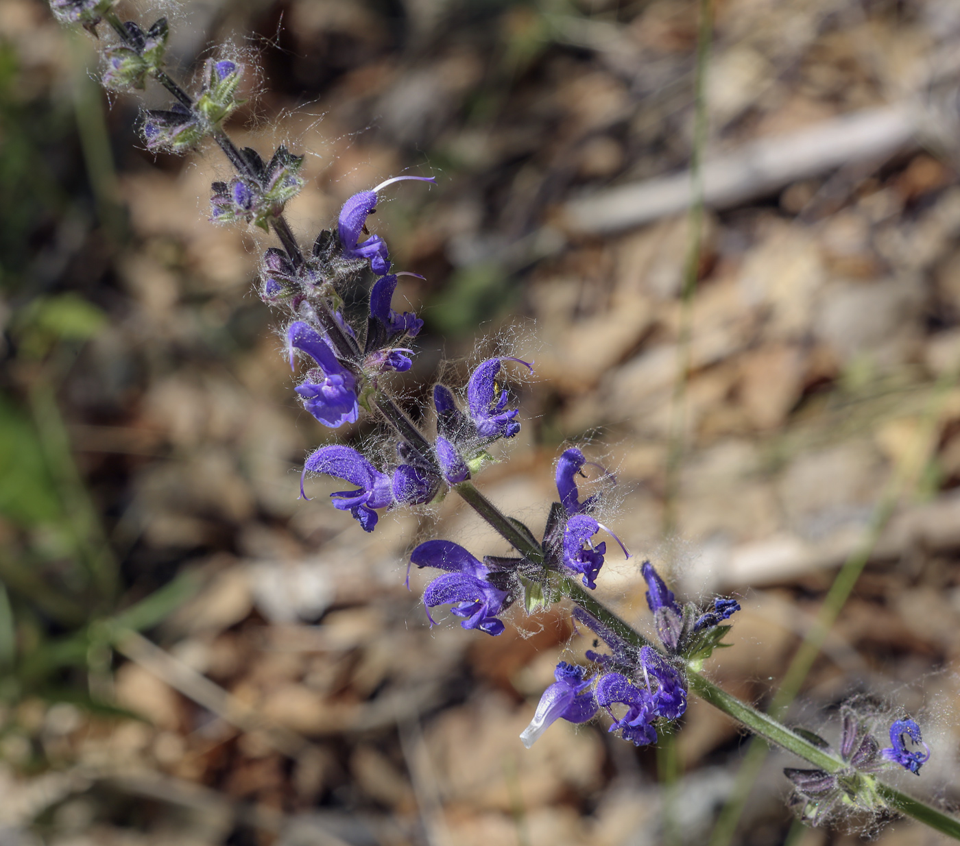 Image of Salvia stepposa specimen.